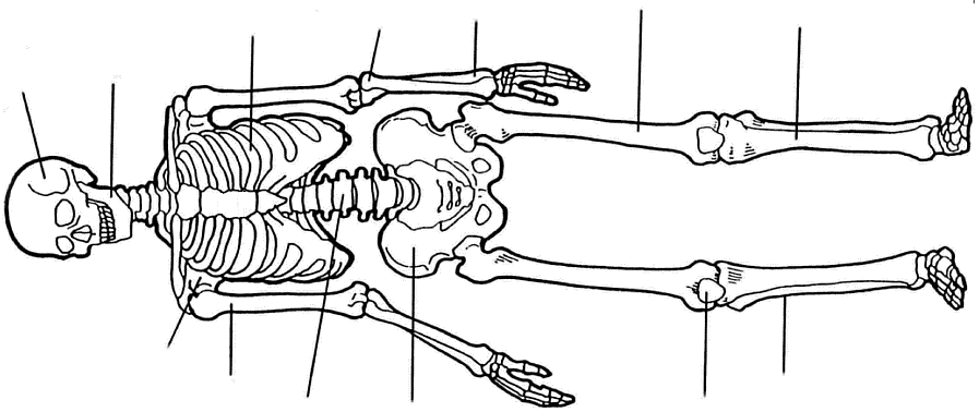 Human Bones Worksheet Free Worksheets Library