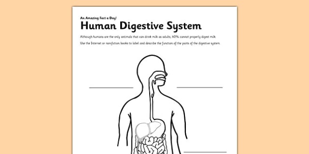 Human Digestive System Worksheet   Activity Sheet