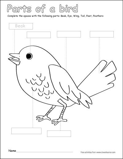 Label And Color The Parts Of A Bird  A Free Color Activity