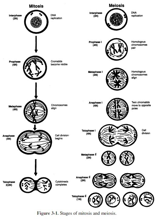 Meiosis Worksheet Middle School Free Worksheets Library