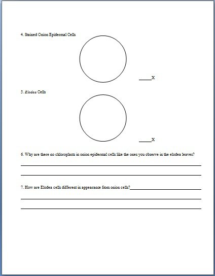 Microscope Lab Page 4
