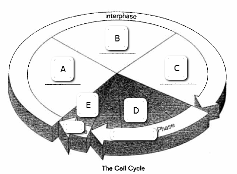 Mrs  Engelbrecht's Biology Site
