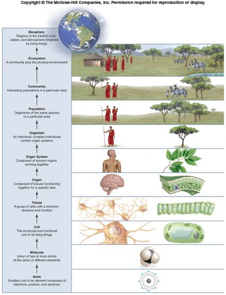 Organism Population Community Ecosystem