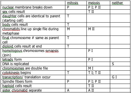Phases Of Meiosis Worksheet Key Free Worksheets Library