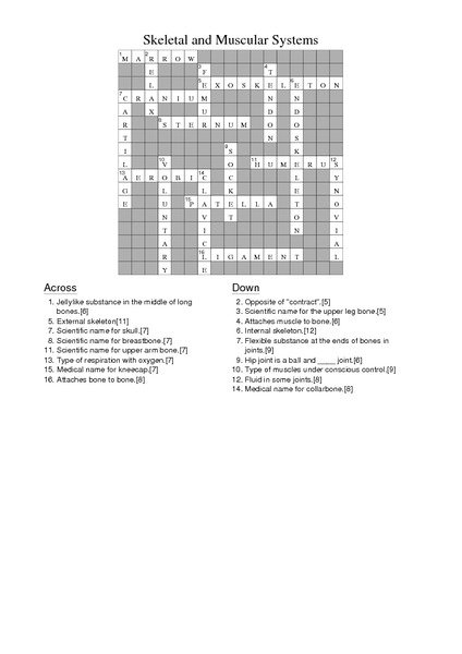 Skeletal And Muscular Systems Crossw Full Anatomy And Physiology