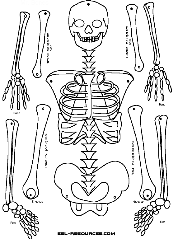 Skeletal System Diagram