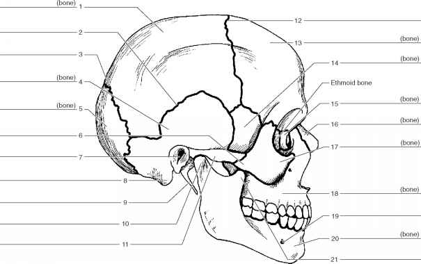Skull Labeling Worksheet Anatomy Of The Skull Worksheet Human