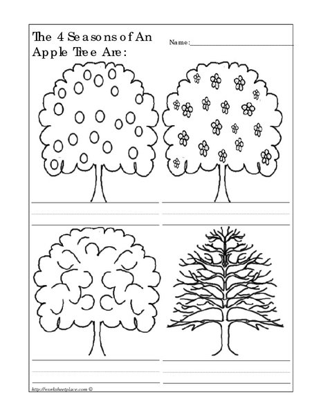 The 4 Seasons Of An Apple Tree Are  Worksheet