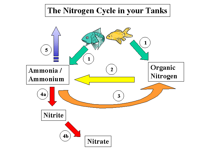 The Nitrogen Cycle Worksheet Free Worksheets Library