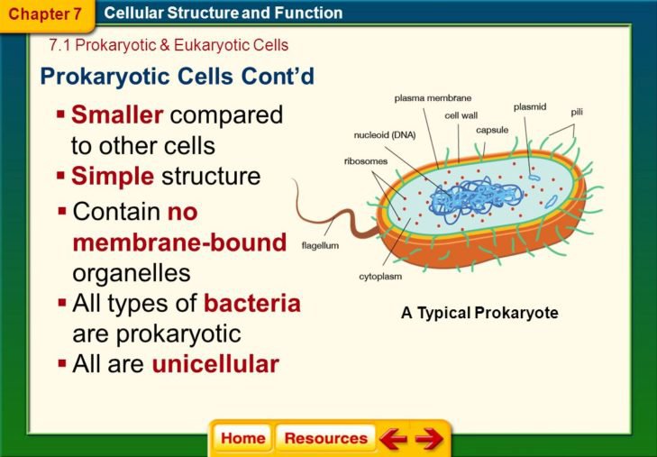 Worksheet Cell City Worksheet Pdf Edible Plant Cell Model | Free ...