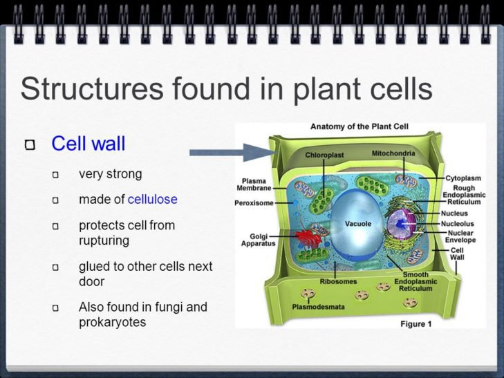 Worksheet Chloroplast And Mitochondria Worksheet Answers Plant Free