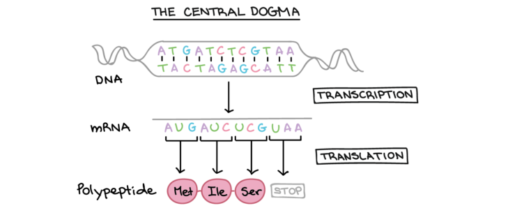 Worksheet   Dna Replication Activity High School Two Strands Of