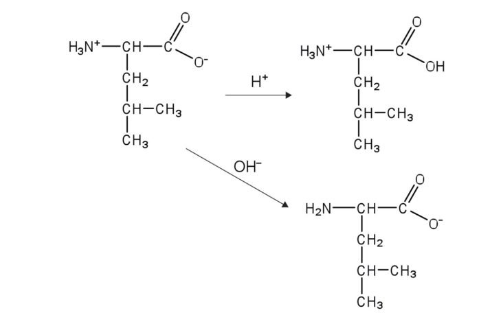 Worksheet   Macromolecules Chart Worksheet Glycerol Functional