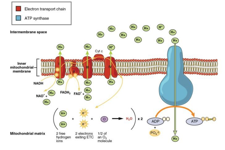Worksheet   Snacks Illos V1 Indd Cell Membrane And Transport