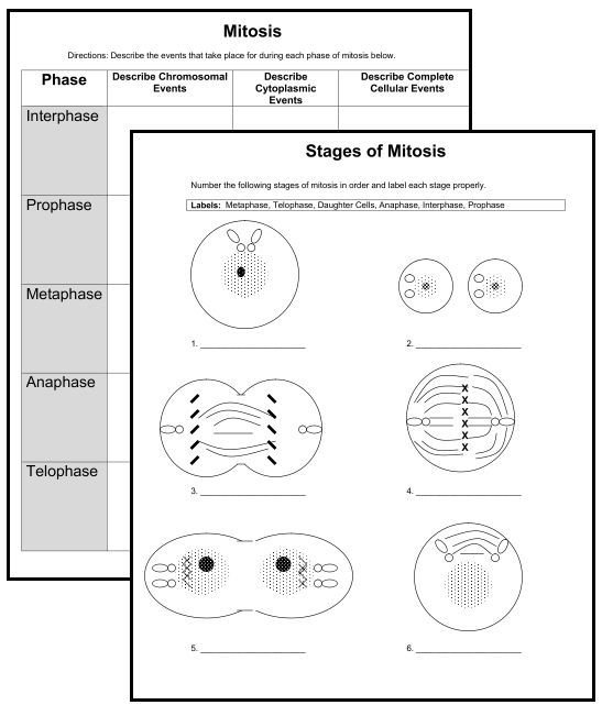 26 Images Of Mitosis Blank Template
