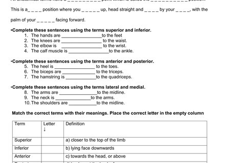 Anatomical Terminology Worksheet 10 Anatomical Terminology