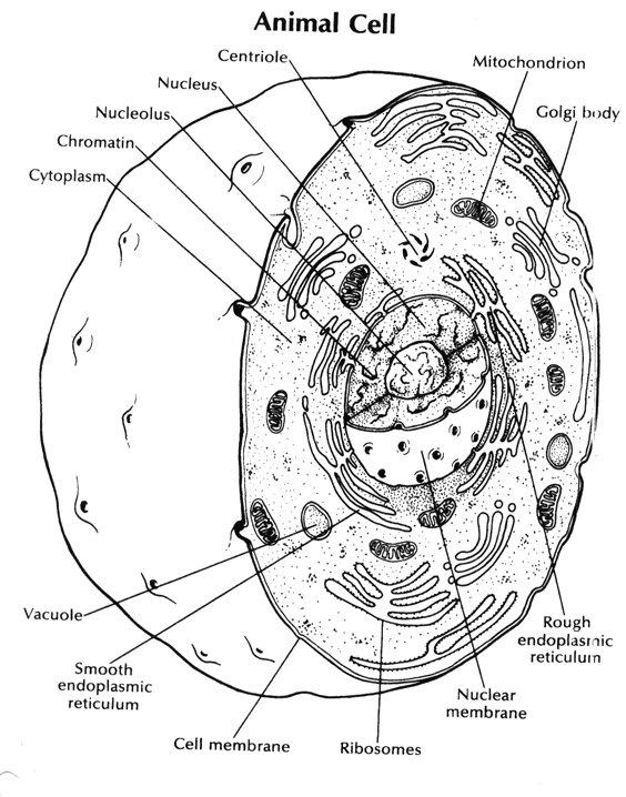 Animal Cell Coloring Key