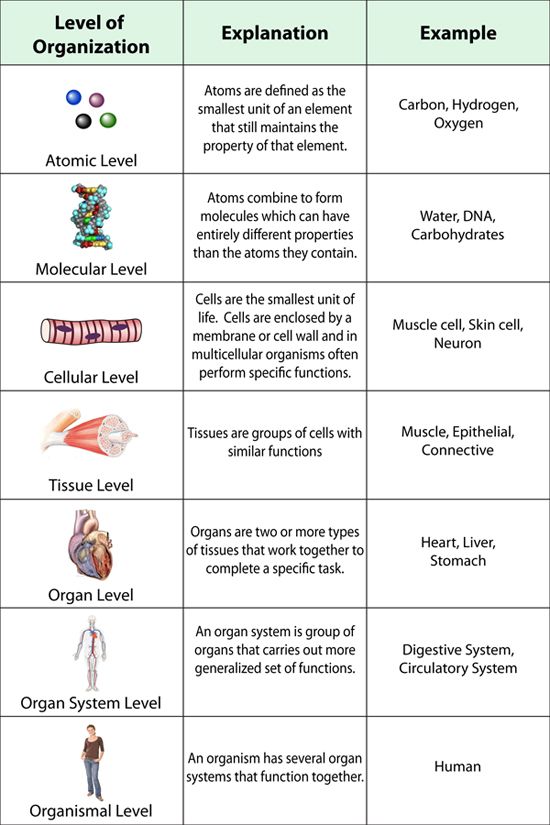 Best 25+ Levels Of Organization Biology Ideas On Free Worksheets Samples