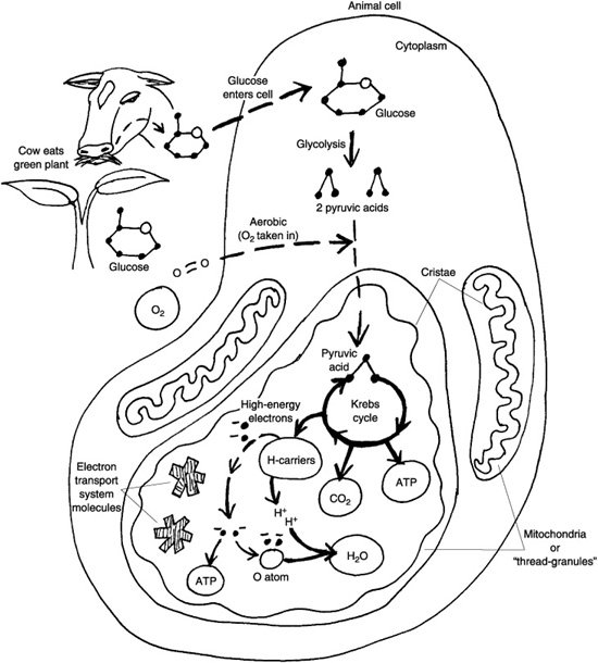 Biology Coloring Worksheets Worksheet Chemiosmosis Color The