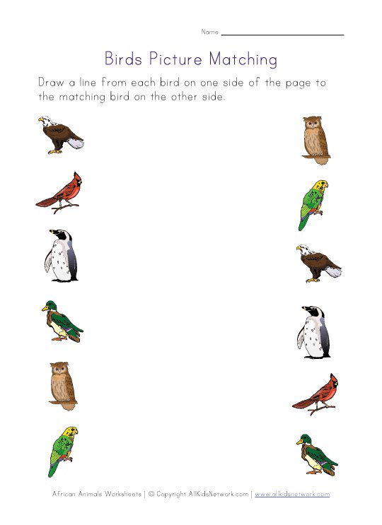 Birds Worksheets For Kindergarten Pre K Worksheets Animal Coloring