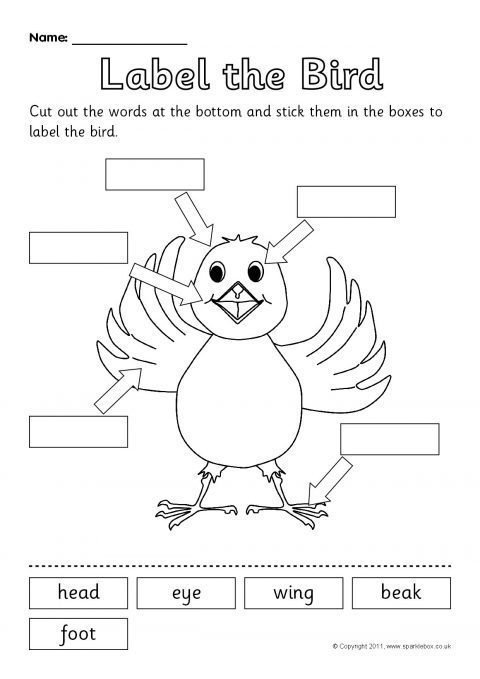 Birds Worksheets For Kindergarten Pre K Worksheets Animal Coloring
