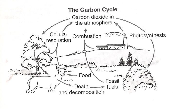 Carbon Cycle Coloring Worksheet Nitrogen Cycle Clip Art 50 New