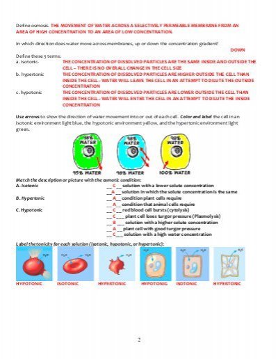 Cell Membrane And Tonicity Worksheet Worksheet, Cell Membrane And