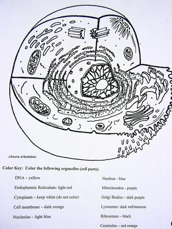 Cell Organelle Coloring Worksheet Worksheets For All