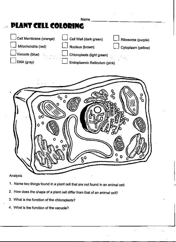 Cell Organelles Coloring Worksheet Worksheets For All