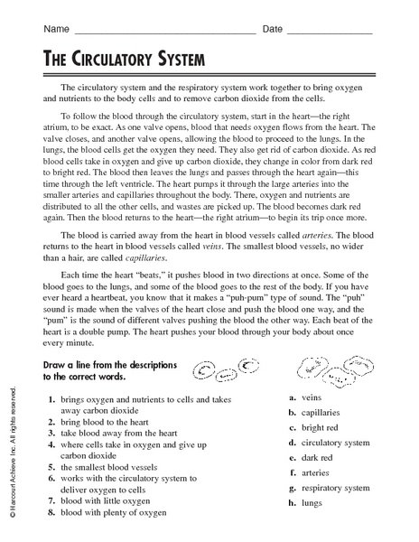 Circulatory System 5th Grade Worksheets