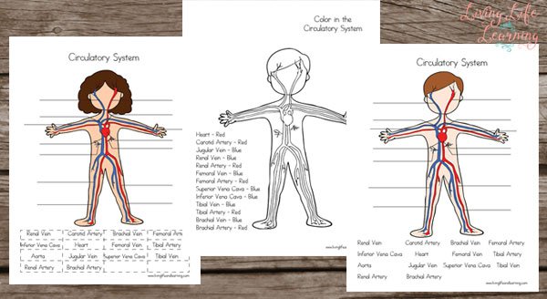 Circulatory System Worksheets For Kids