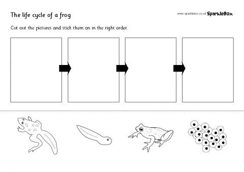 Frog Life Cycle Cut And Stick (sb153)