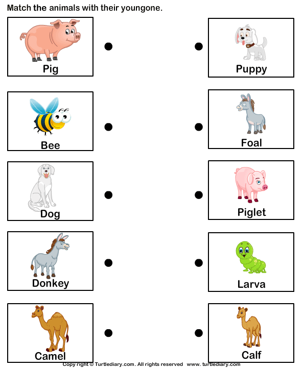 Images Of Names Of Animal Parents And Their Babies