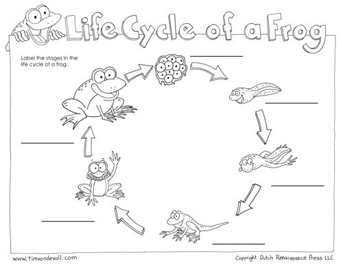 Life Cycle Of A Frog Worksheets