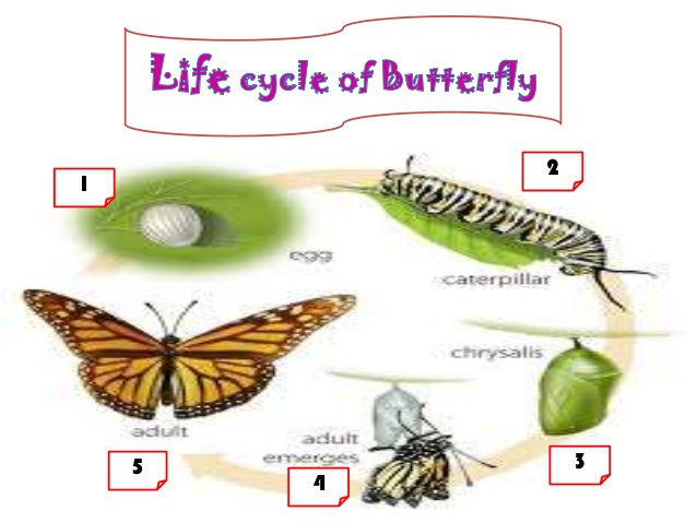 Life Cycle Of Animals & Worksheet