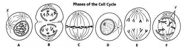 Meiosis Wikipedia Cell Division Mitosis And Worksheet 1200px Onion