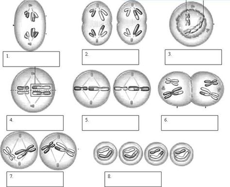 Mitosis Phases Worksheet | Free Worksheets Samples