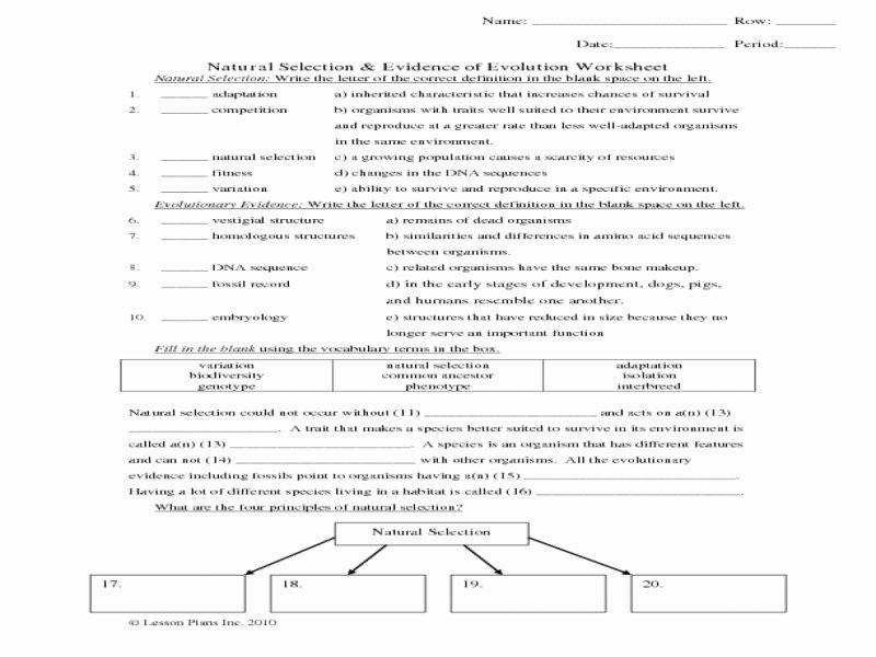 Natural Selection & Evidence Of Evolution Worksheet Answers 56