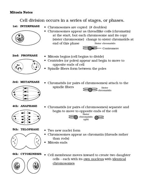 Phases Of Mitosis Worksheet Photos