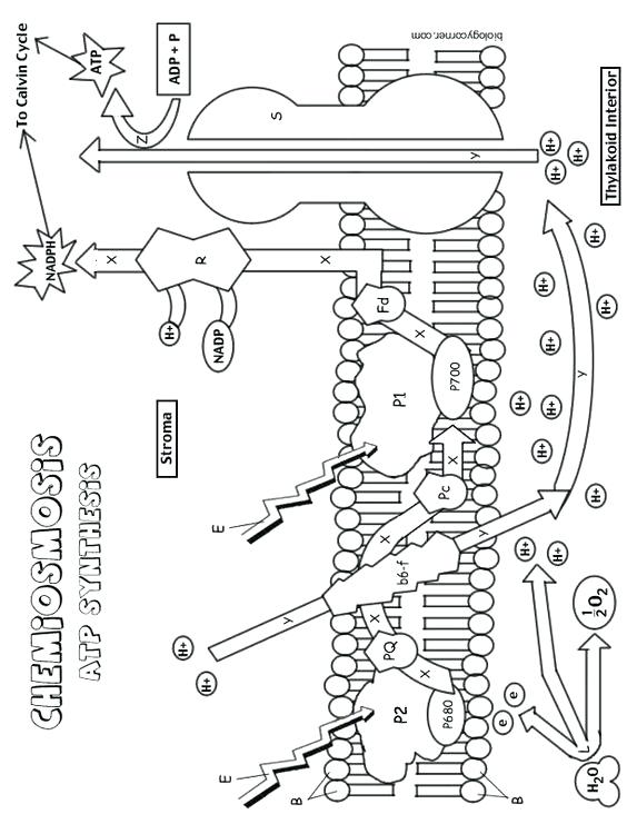 Photosynthesis Coloring Sheet Photosynthesis Coloring Pages Best