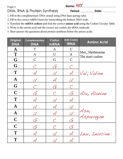 Protein Synthesis Worksheet Exercises Key 2 Png