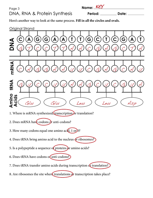 Protein Synthesis Worksheet Exercises Key 3 Png