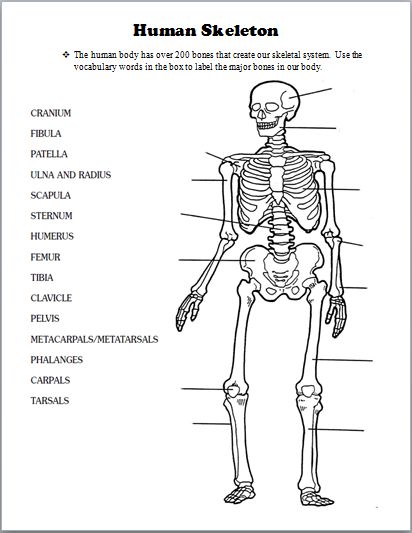 Skeletal System Worksheet Pdf Best 25 Skeletal System Worksheet