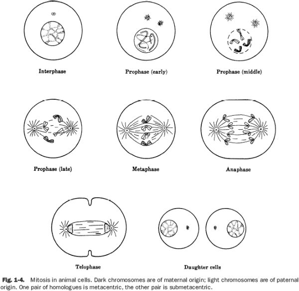 The Best Cell Cycle Mitosis Coloring Worksheet