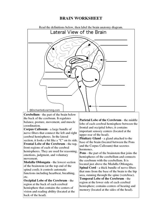 The Human Brain Worksheets For Kids