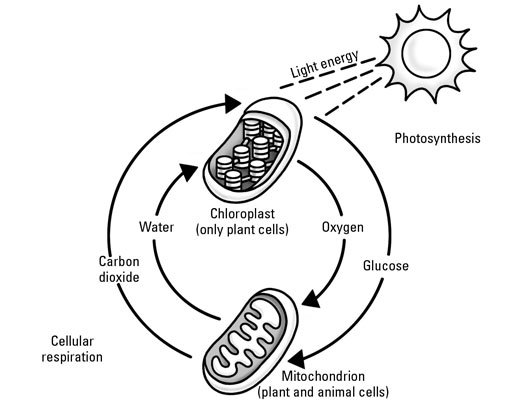 Photosynthesis And Cellular Respiration Coloring Worksheets Photosynthesis And Cellular Respiration Coloring Worksheets