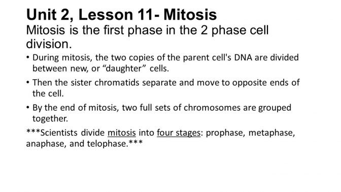 What Is Mitosis Homeschool Section 1 Cell Division And Worksheet