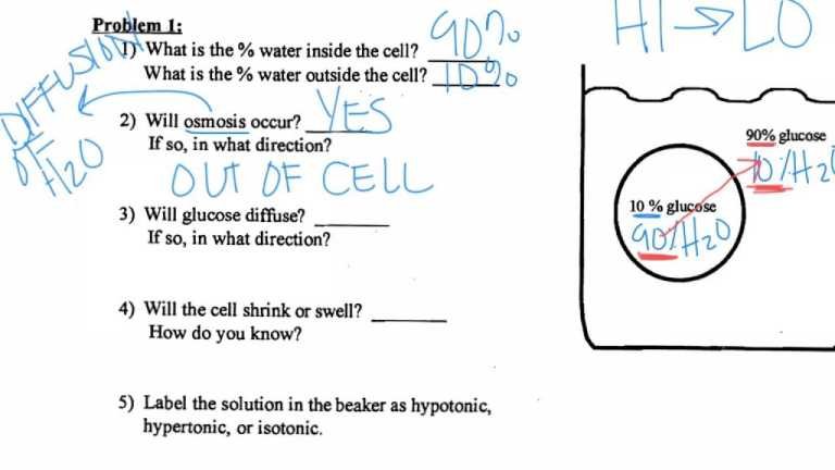 Worksheet Template   Diffusion Osmosis Practice Problems Youtube