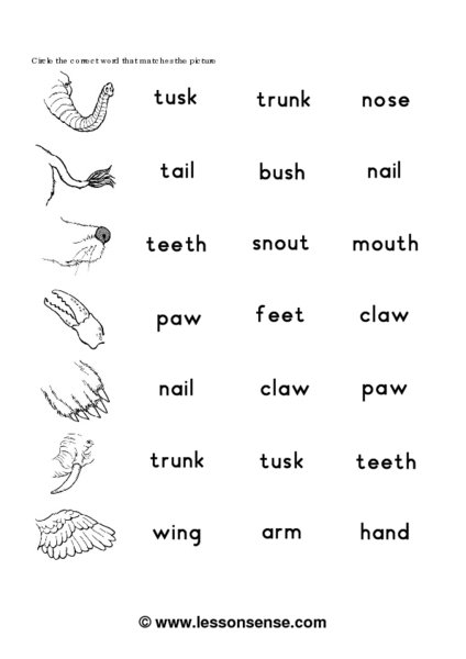 Worksheets Animals Body Parts For Kids Teachers