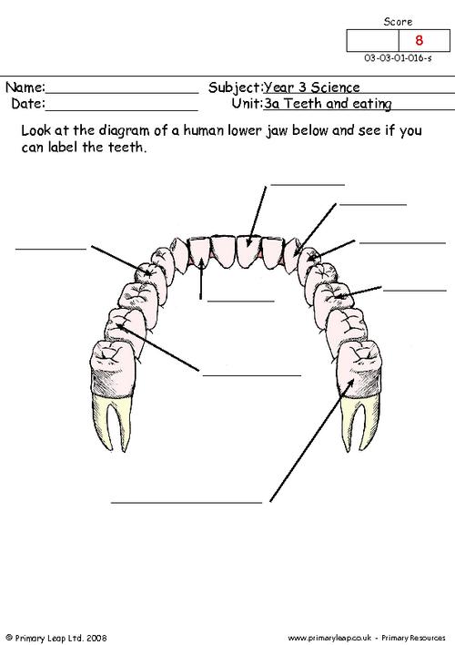 Worksheets On Teeth